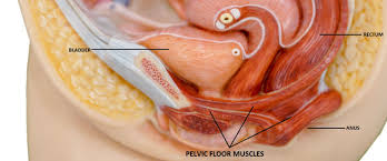 pelvic floor muscle exercises cwm taf