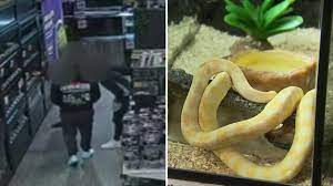 pythons stolen from kellyville pets