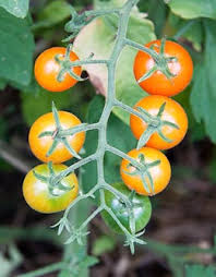 top 10 cherry tomato nutrition facts