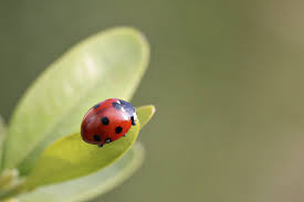 finding ladybugs in your house here s