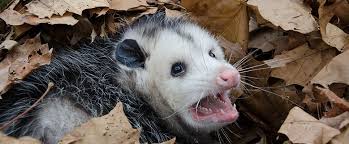 Call A Professional For Possum Removal
