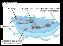 The Endomembrane System Article Khan Academy