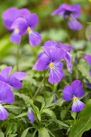 Viola corsica|Corsican violet/RHS Gardening