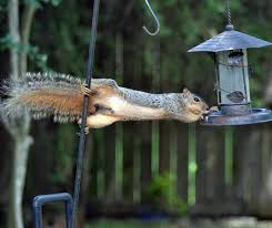 squirrels away from your bird feeders