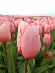 Тюльпан Салмон Импрешен (Tulipa Salmon Impression) - Тюльпаны Дарвина-  Тюльпаны - Луковичные - Каталог - Kamelia-gardens.ru
