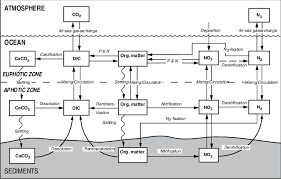 Nitrogen is an important component of all proteins the easy diagram of the nitrogen cycle shown in two versions here is for the simple nitrogen cycle that applies to plants other than legumes. 10 Schematic Diagram Of The Marine Carbon And Nitrogen Cycles The Download Scientific Diagram