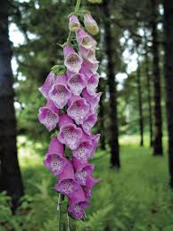 how to grow and care for foxglove