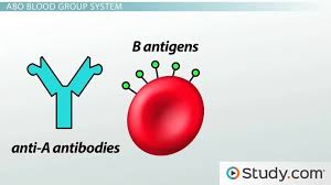 Blood Types Abo System Red Blood Cell Antigens Blood Groups