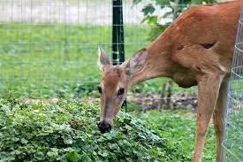 Deer And Other Pests Out Of Your Garden