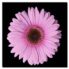 Trademark Fine Art Pink Gerber Daisy By
