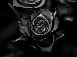 monochrome photo of a rose flower