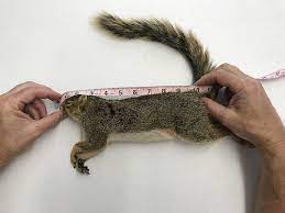 Introducing our squirrel mounting kits for beginners. Ellzey S Taxidermy Squirrel Kits For Do It Yourself Squirrel Mounting
