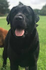 Ok here i go again i need help getting a black lab puppy from flint or saganaw michigan good home waiting in maryland. Kt English Lab Dogs And Puppies In Allegan Mi