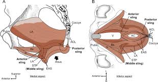 pelvic floor and perineal muscles a