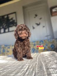 dark brown chocolate toy poodle nadİr renk