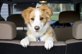 Pet Hair From Your Car