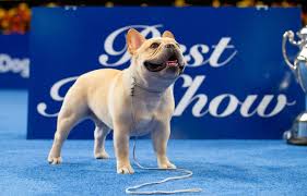 winston the french bulldog has won the