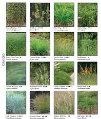 Good Plant Guide Id Like A Bit Of Ornamental Grasses In