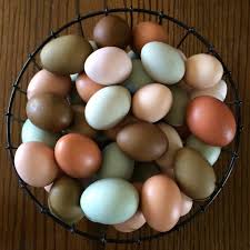 Chickens That Lay Colored Eggs Purina Animal Nutrition