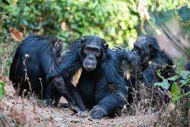 The best places for a chimp trek in East Africa | Ujuzi African Travel