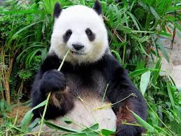 25 facts about cute pandas you won t