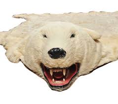 antique polar bear skin rug