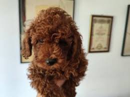miniature poodle dog my ads