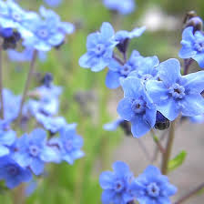 There are about 70 official species of this flower. Chinese Forget Me Not Seeds Cynoglossum American Meadows