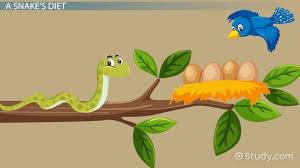 what do snakes eat lesson for kids