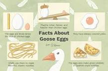 Can you cook goose eggs?