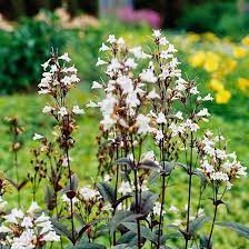 Find related terms for 'flowers and flowering plants': 20 Best Perennials For Your Garden Long Blooming Perennials Best Perennials Flowers Perennials