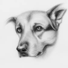 dog eyelid stye home treatment or vet