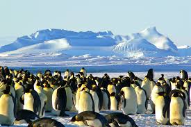 Antártida verde: otro efecto más del cambio climático