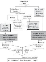 Work Flow Chart Of The Sample Preparation Of Prokaryotic
