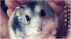 Despite the short life span as a pet, they are excellent pets and bring great joy in life. Russian Dwarf Hamsters Facts Types Care Petsium