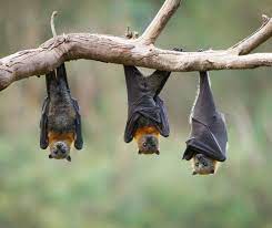 what is bat guano covenant wildlife