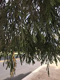 If you would like a little more information on the group of native trees that comprise the false cedars, click here. Incense Cedar University Of Redlands