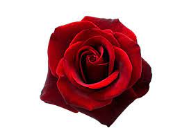 red rose images browse 4 167 285