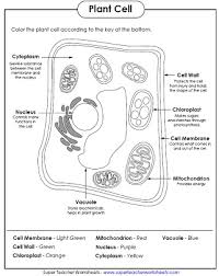 Plant and animal cell coloring sheets. Animal And Plant Cell Worksheets