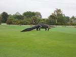 Gator Goes for Stroll on Myakka Pines Golf Course in Florida