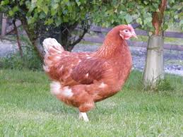 Image result for typical hen