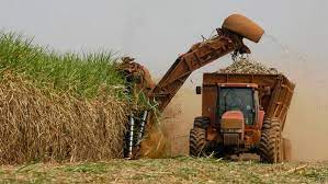 Los residuos de la caña de azúcar se podrían aprovechar para biomasa con la tecnología de