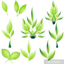 Wall Mural Plant Growing Leaf And Grenn