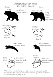 Characteristics Of Bears In Yellowstone U S National Park