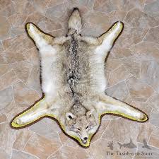 coyote rug mount 12328 the