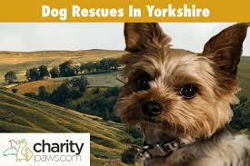 dog rescues in yorkshire 10 rescue