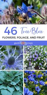 Grow These 46 Vibrant Blue Plants