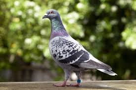 pigeon care ae james
