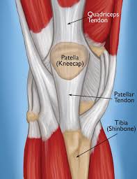 Ligaments surround a joint to give it support and limit its movement. Quadriceps Tendon Tear Orthoinfo Aaos