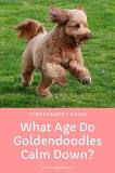 Image result for Goldendoodle Puppies best way to grow it